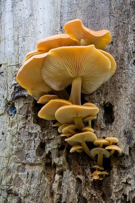 a group of mushrooms growing on the side of a tree