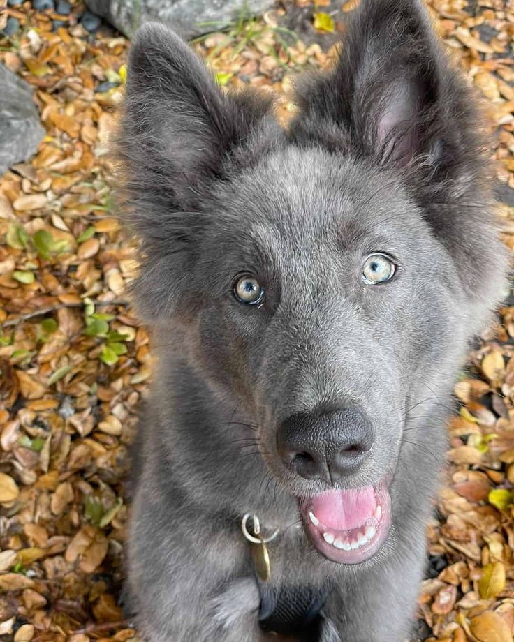 a gray dog with blue eyes sitting on leaves in the grass and looking up at the camera