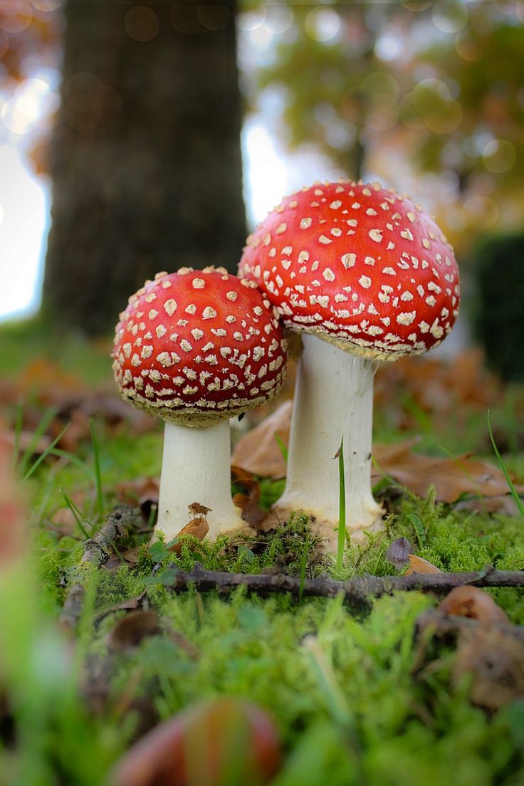 two red mushrooms sitting on top of green grass next to a tree in the forest