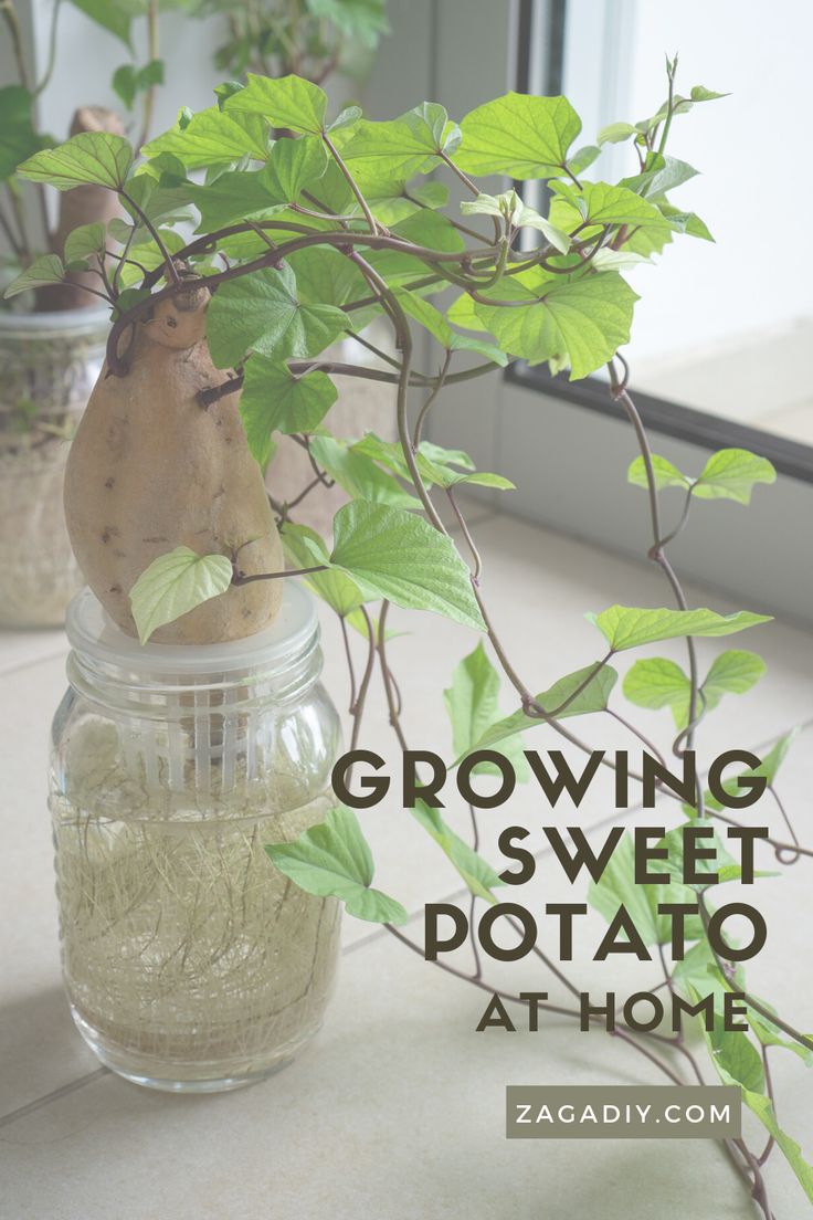 growing sweet potato at home in a mason jar