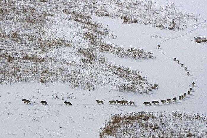 a herd of sheep walking across a snow covered hillside