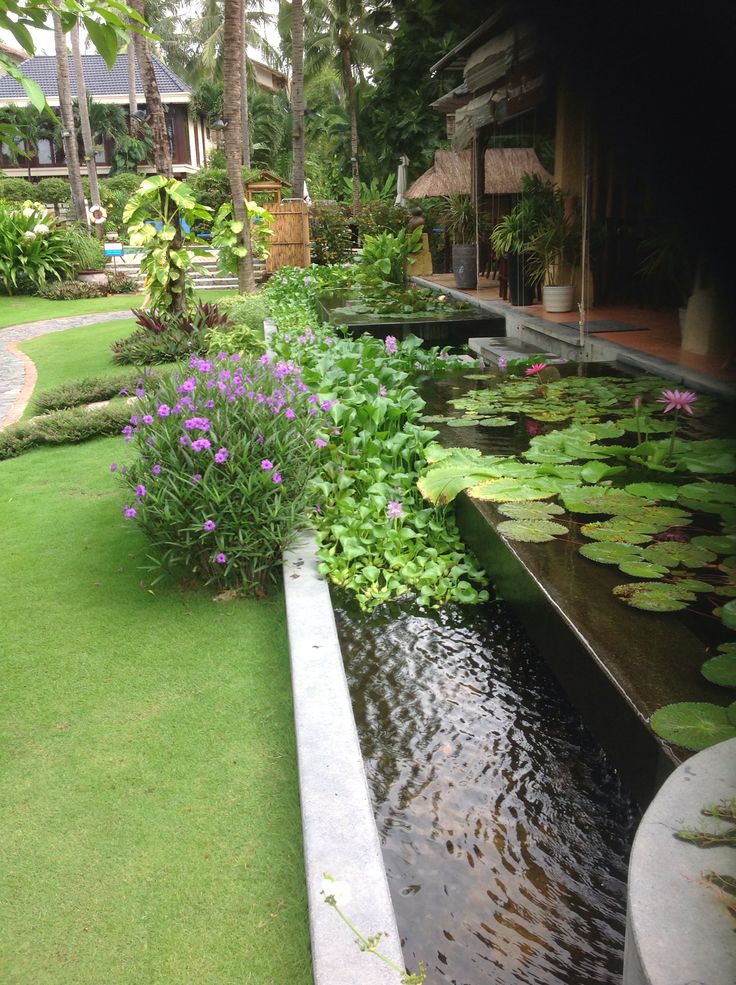 a garden with water lilies and purple flowers