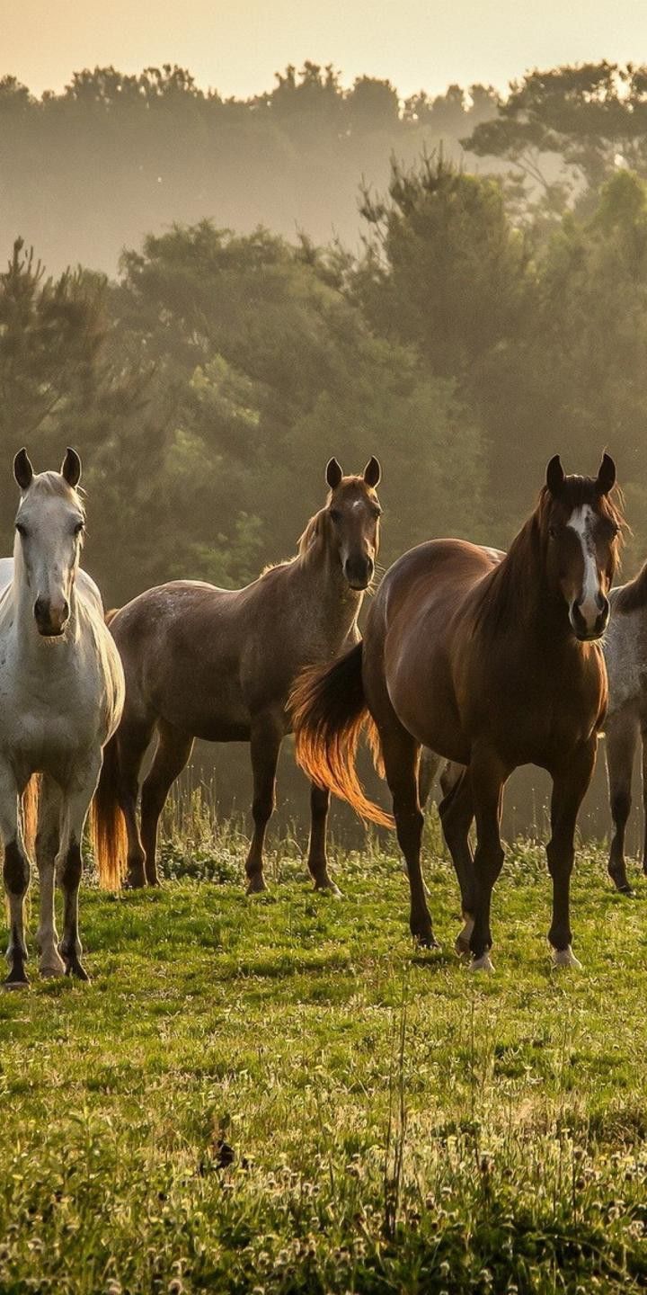 four horses are standing in a field with trees in the backgrounge and one horse is looking at the camera