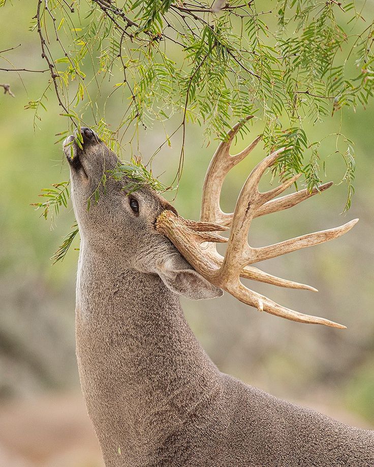 a deer with antlers on it's head eating leaves from a tree