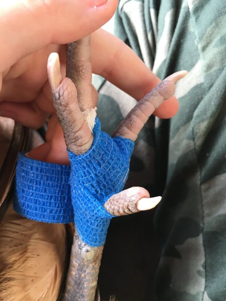 a person holding a small animal with bandages on it's arms and fingers,