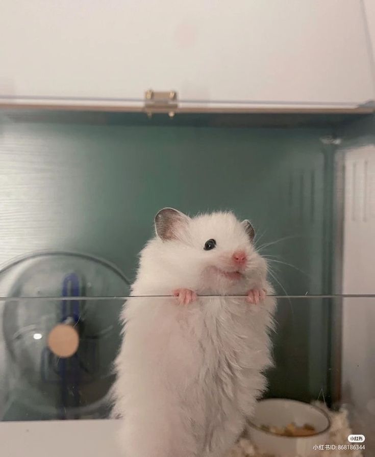 a white hamster standing on its hind legs