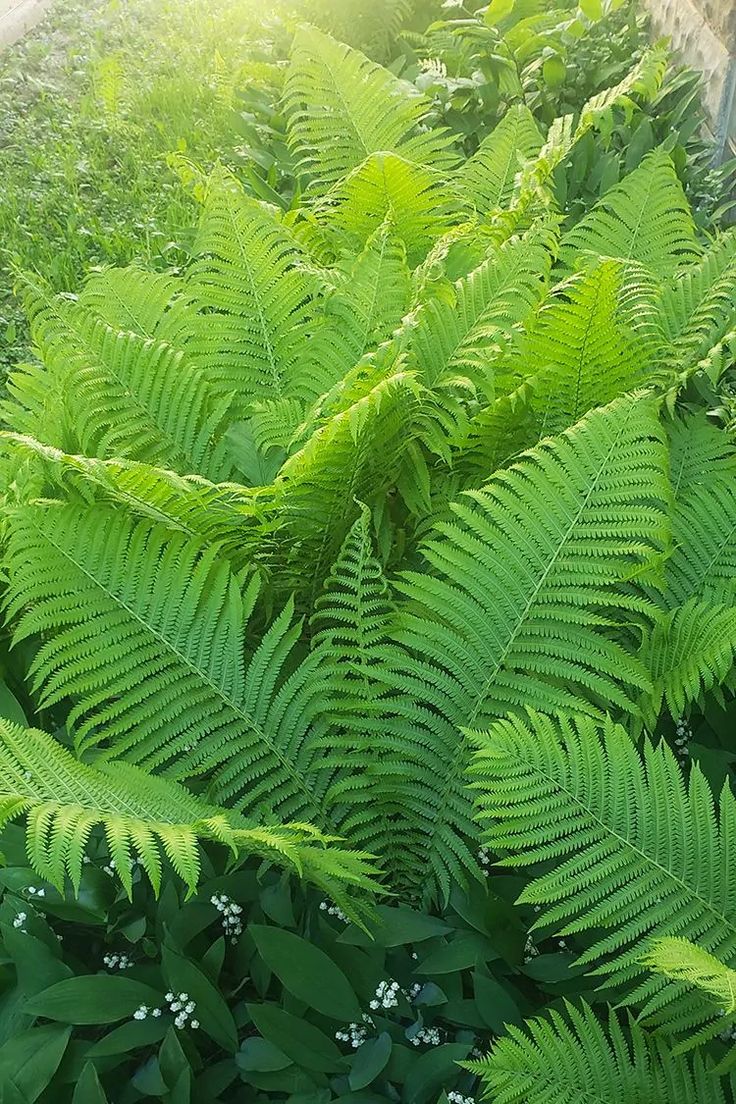 green plants are growing in the grass