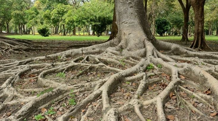 a tree with its roots exposed in the ground