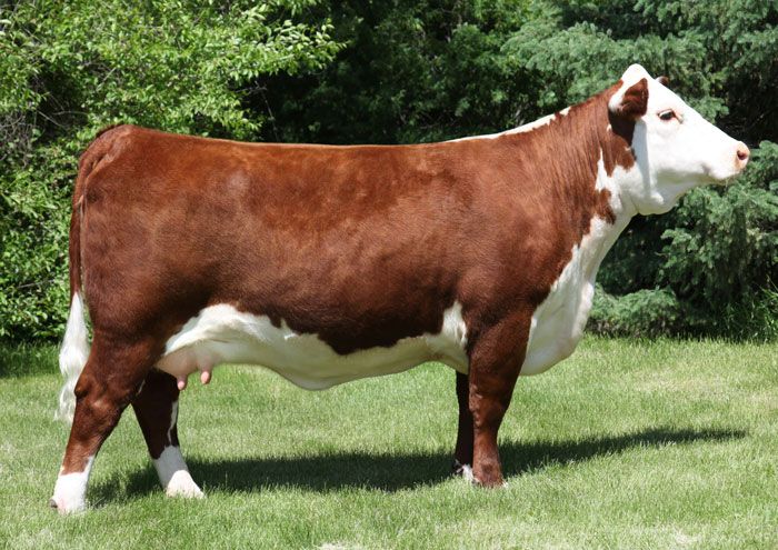 a large brown and white cow standing on top of a lush green grass covered field