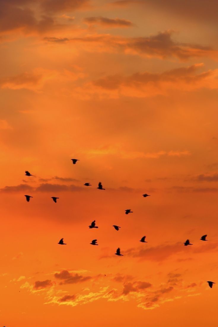 a flock of birds flying in the sky at sunset