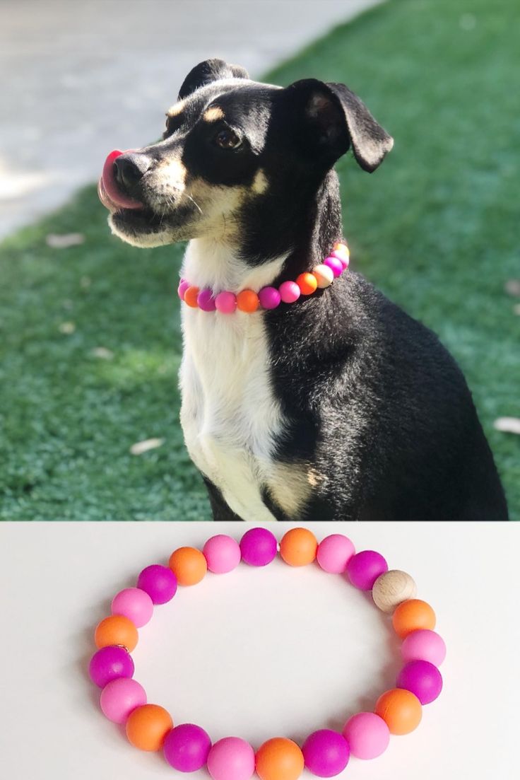 a dog wearing a pink and orange beaded collar next to a photo of a black and white dog