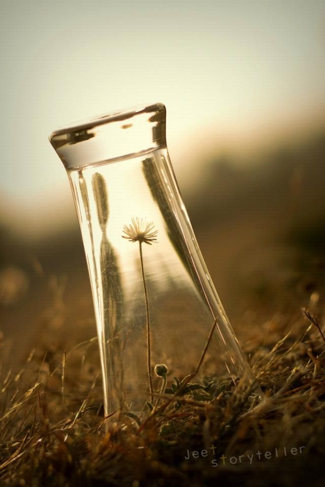 a glass vase with a dandelion in it sitting on the side of a field