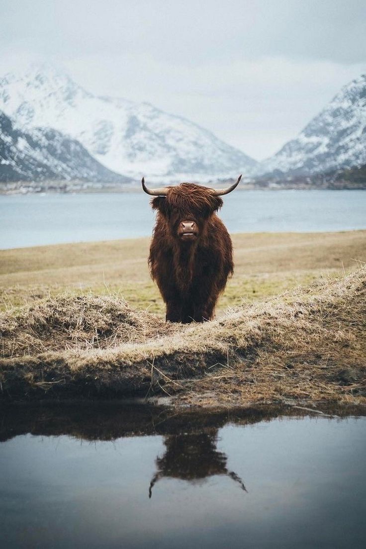 a brown cow standing on top of a grass covered field next to a body of water