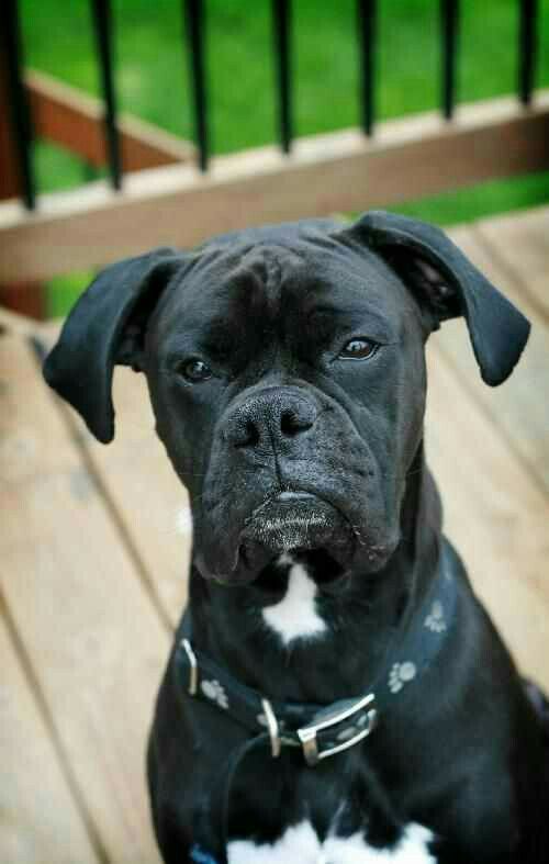 a black and white dog sitting on top of a wooden deck