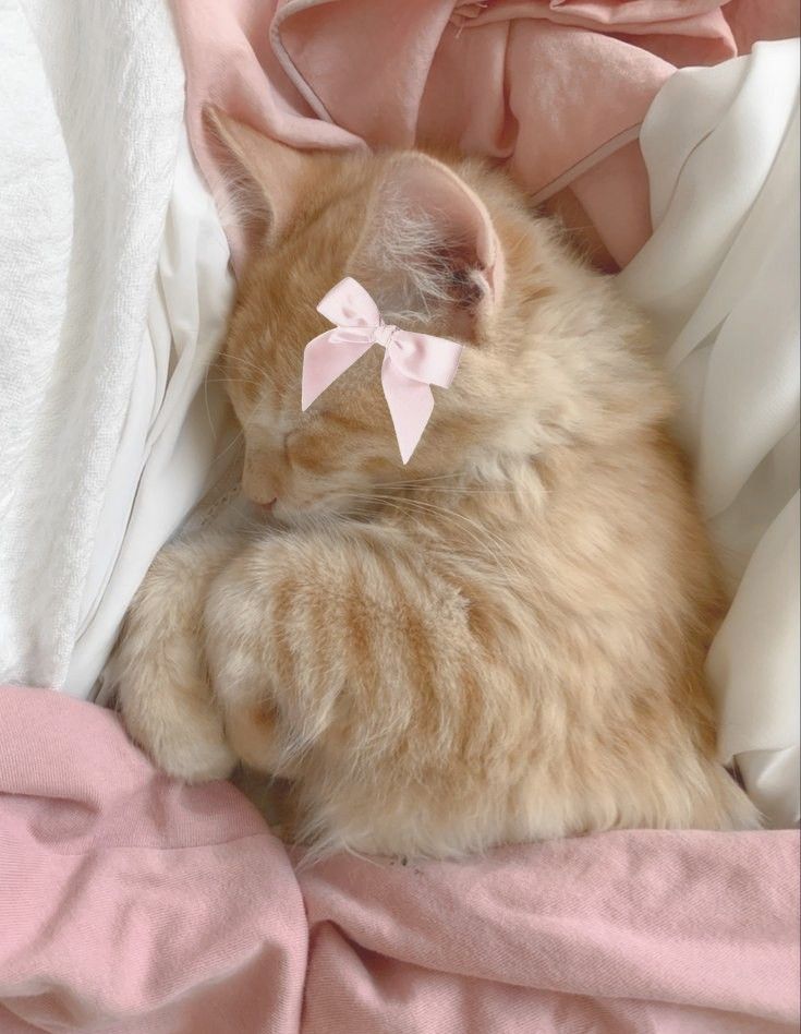 an orange cat with a pink bow laying on top of a white blanket and sheets