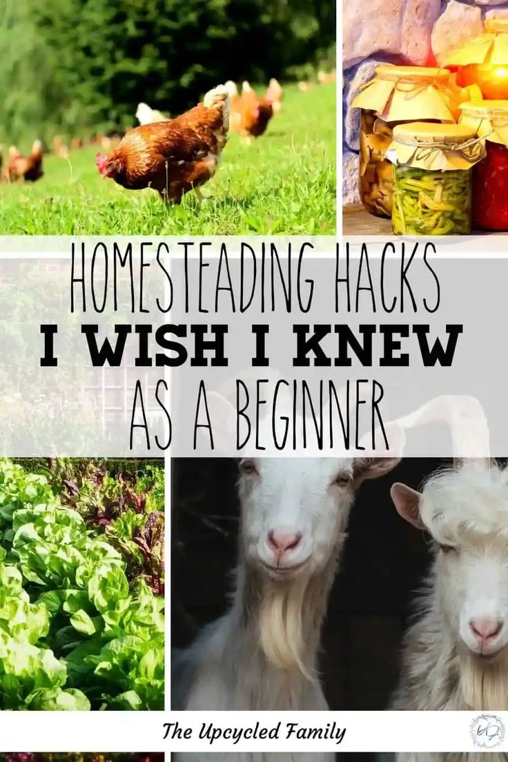 several pictures with the words homesteading hacks i wish i knew as a beginner