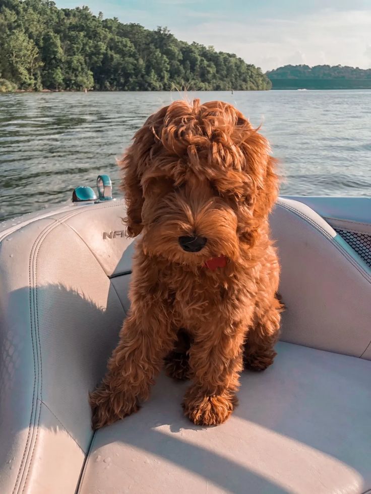 a brown dog sitting on the back of a boat