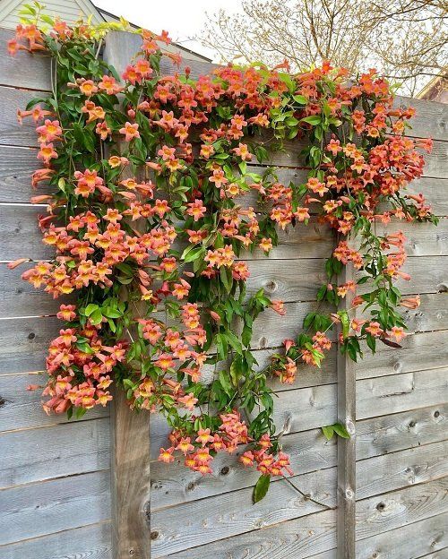 an orange flowered vine on the side of a wooden fence next to a tree