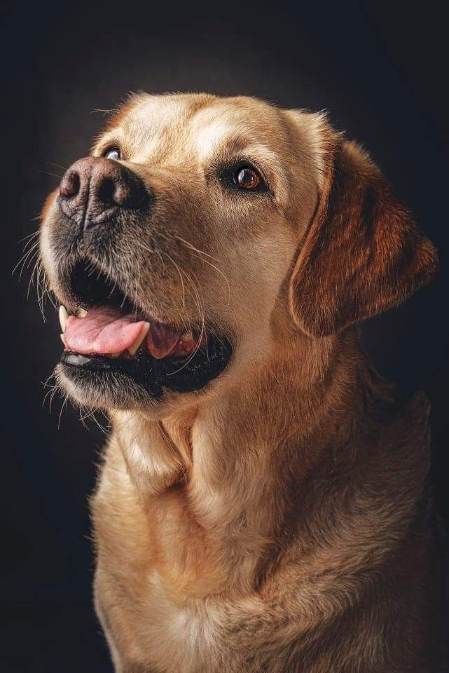 a close up of a dog with its tongue out