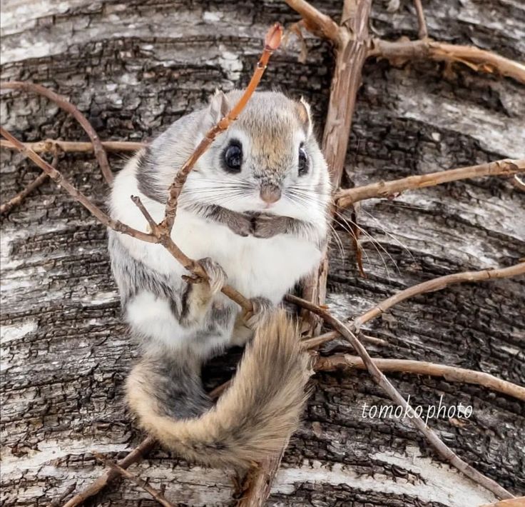 a squirrel is sitting on the branch of a tree and looking up at the camera