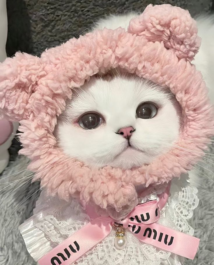 a white cat wearing a pink hat and scarf