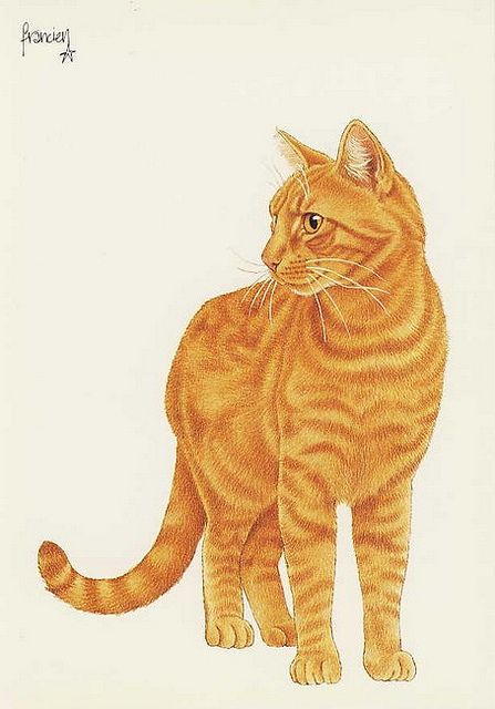 an orange tabby cat standing in front of a white background