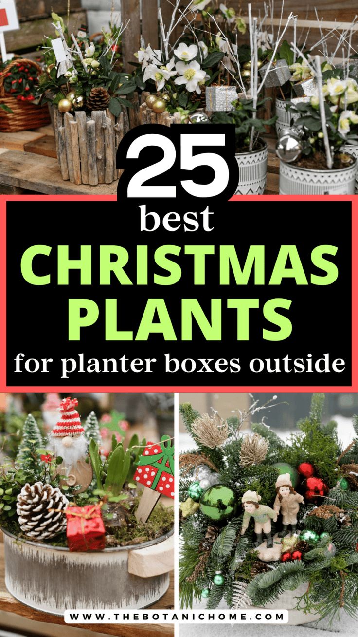 25 best christmas plants for planter boxes outside