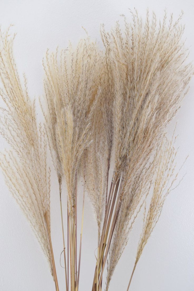 some dry grass is in a vase on a table with white wall behind it,