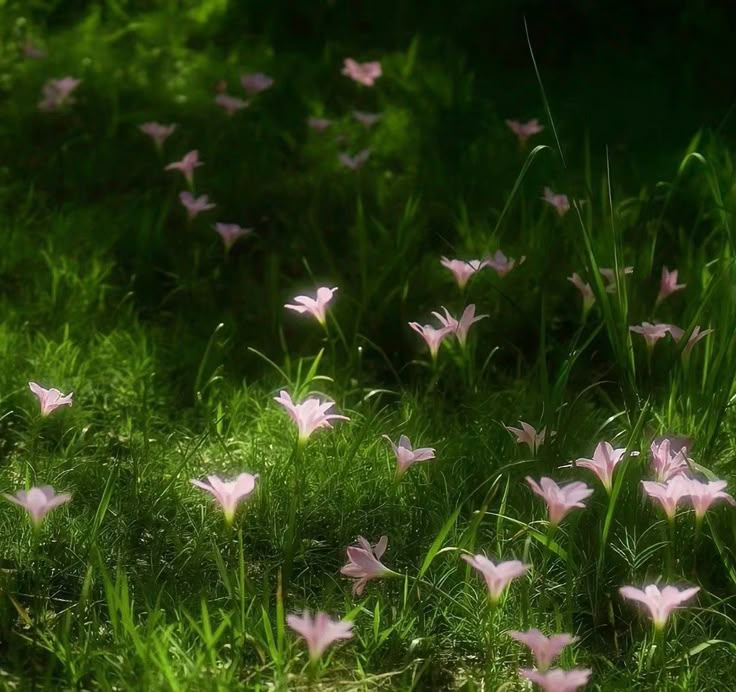 some pink flowers are growing in the grass