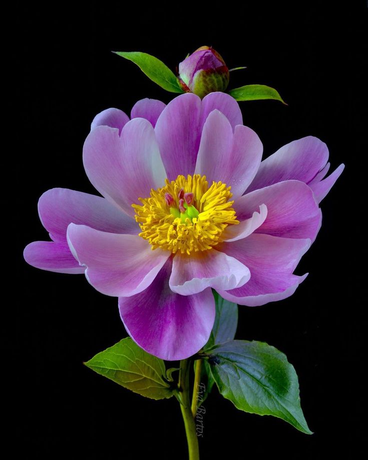 a purple flower with yellow stamen and green leaves on a black background in the dark