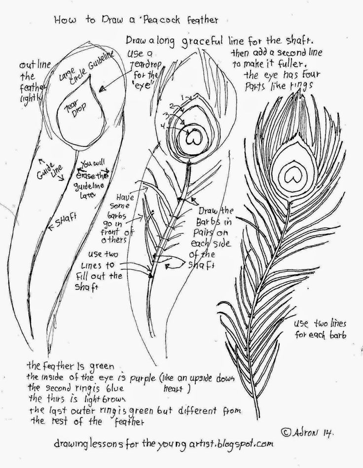 the diagram for how to draw a peacock feather, with instructions on how to use it