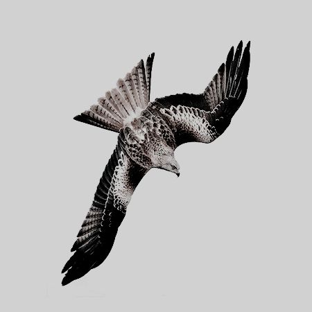 a black and white bird flying in the sky