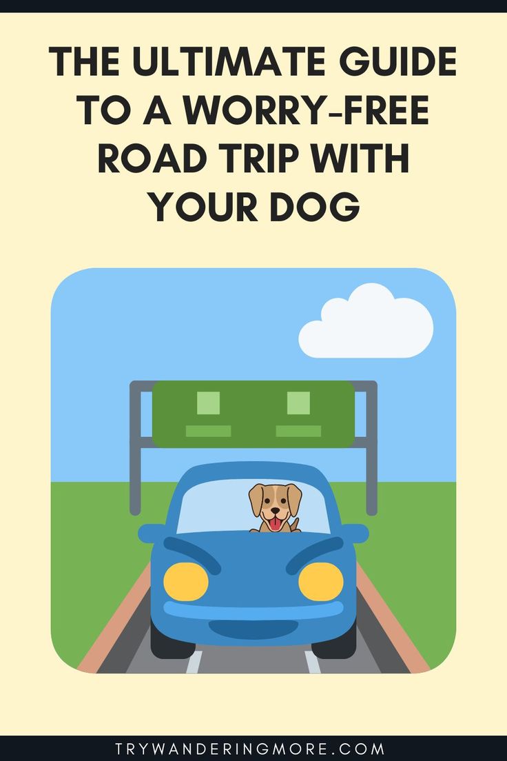 the ultimate guide to a worry - free road trip with your dog