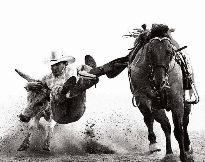 black and white photograph of two men on horses kicking up a cow in the dirt