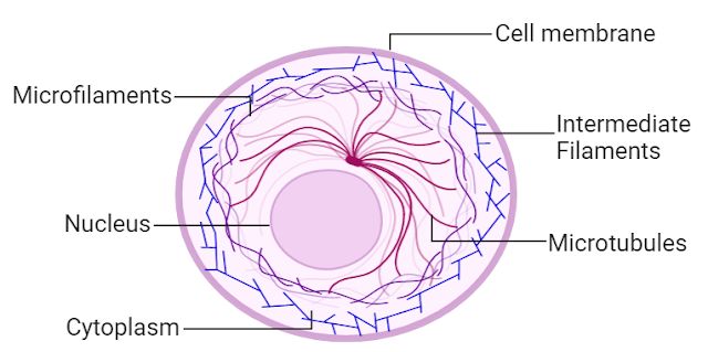 the structure of an eye labeled in red