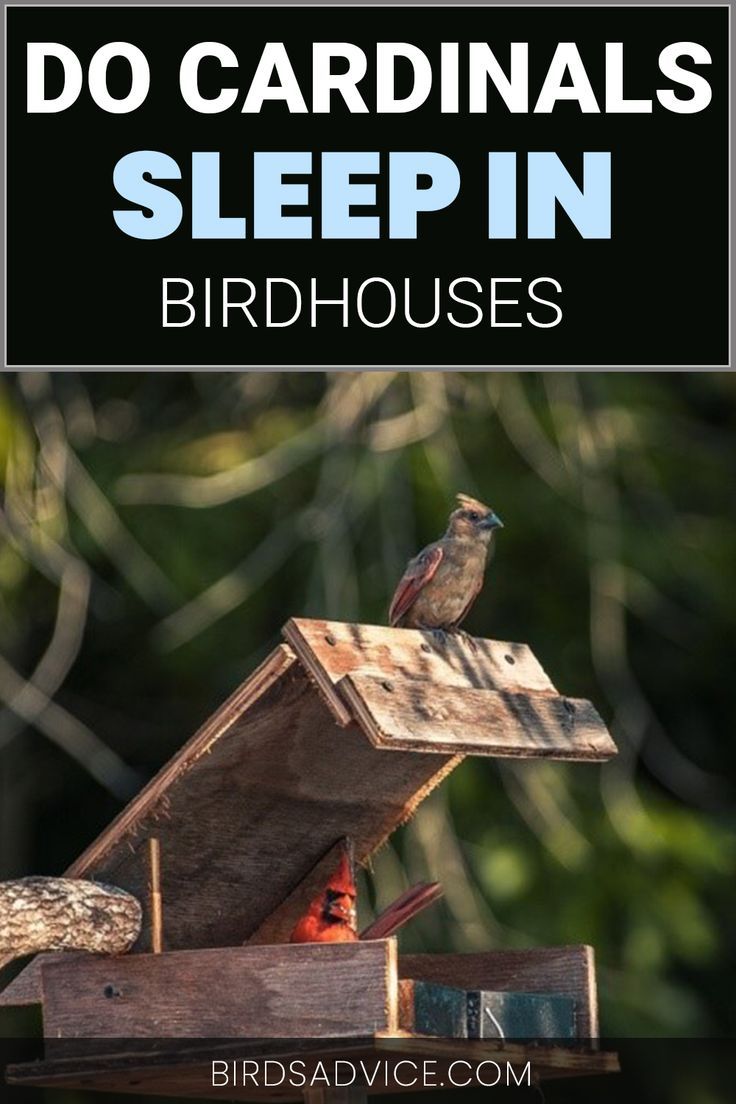 two birds sitting on top of a birdhouse with text overlay that reads do cardinals sleep in birdhouses