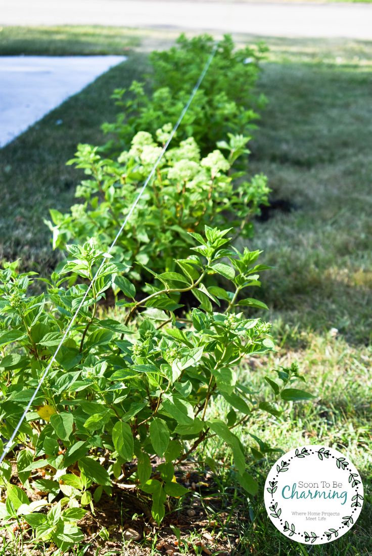 some very pretty green plants in the grass