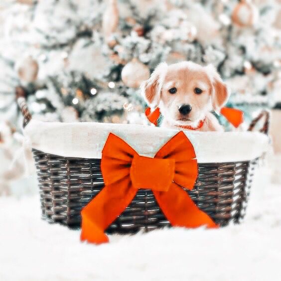 a dog sitting in a basket with a red bow on it's collar, next to a christmas tree