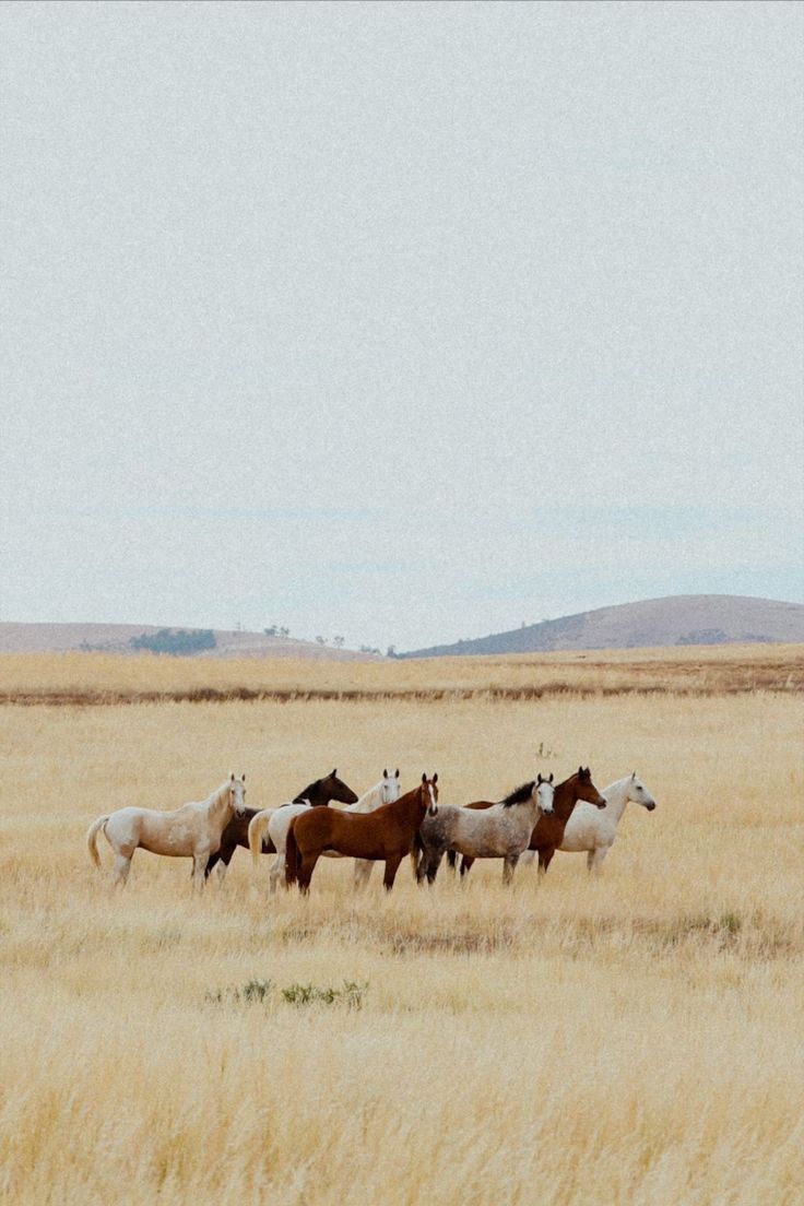 a herd of horses standing on top of a dry grass field