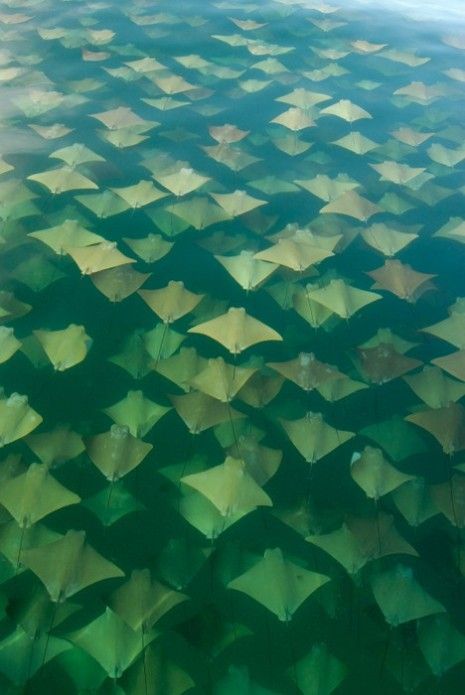 an aerial view of green and yellow umbrellas in the air, taken from above