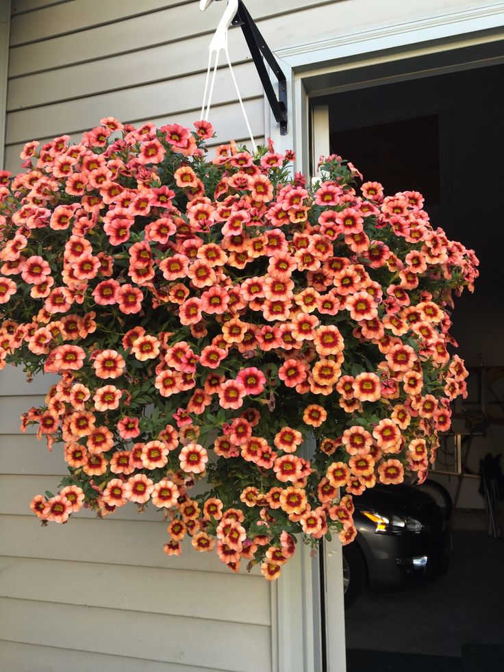 a hanging planter filled with orange and pink flowers on the side of a house