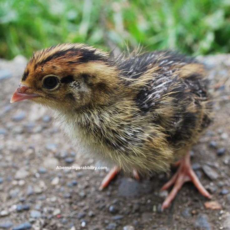 a small brown and black bird standing on top of a dirt ground next to green grass