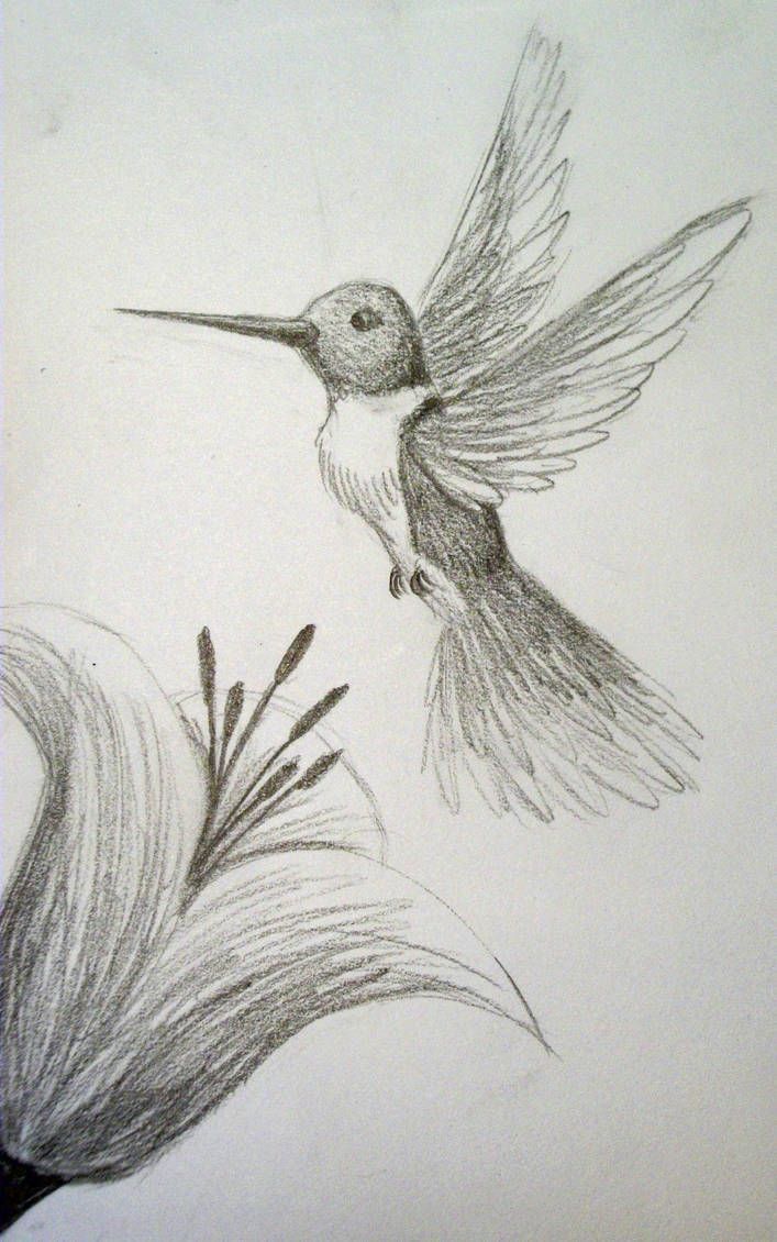 a pencil drawing of a hummingbird flying next to a flower