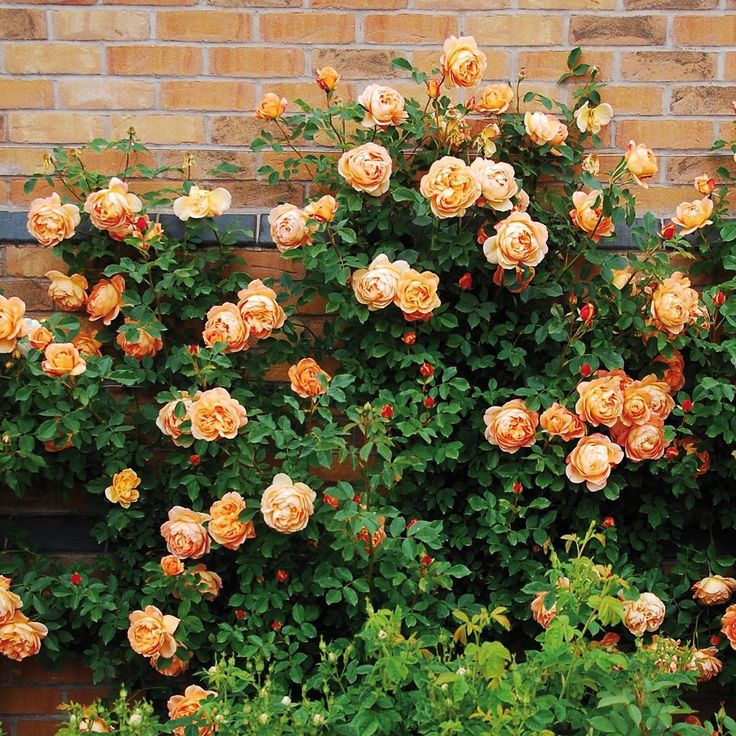 an orange rose bush in front of a brick wall