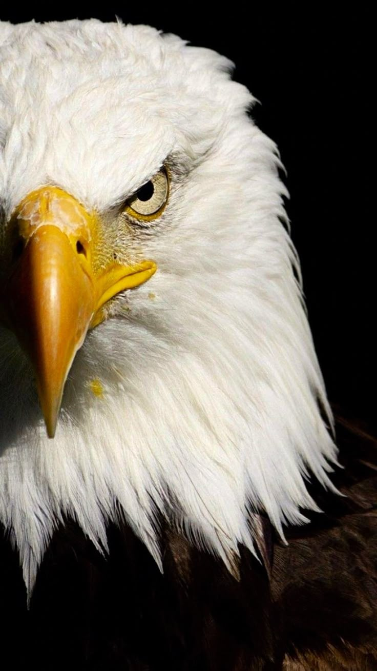 an eagle is looking at the camera with a black background