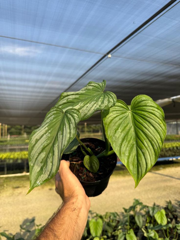 a person holding up a green plant in a greenhouse