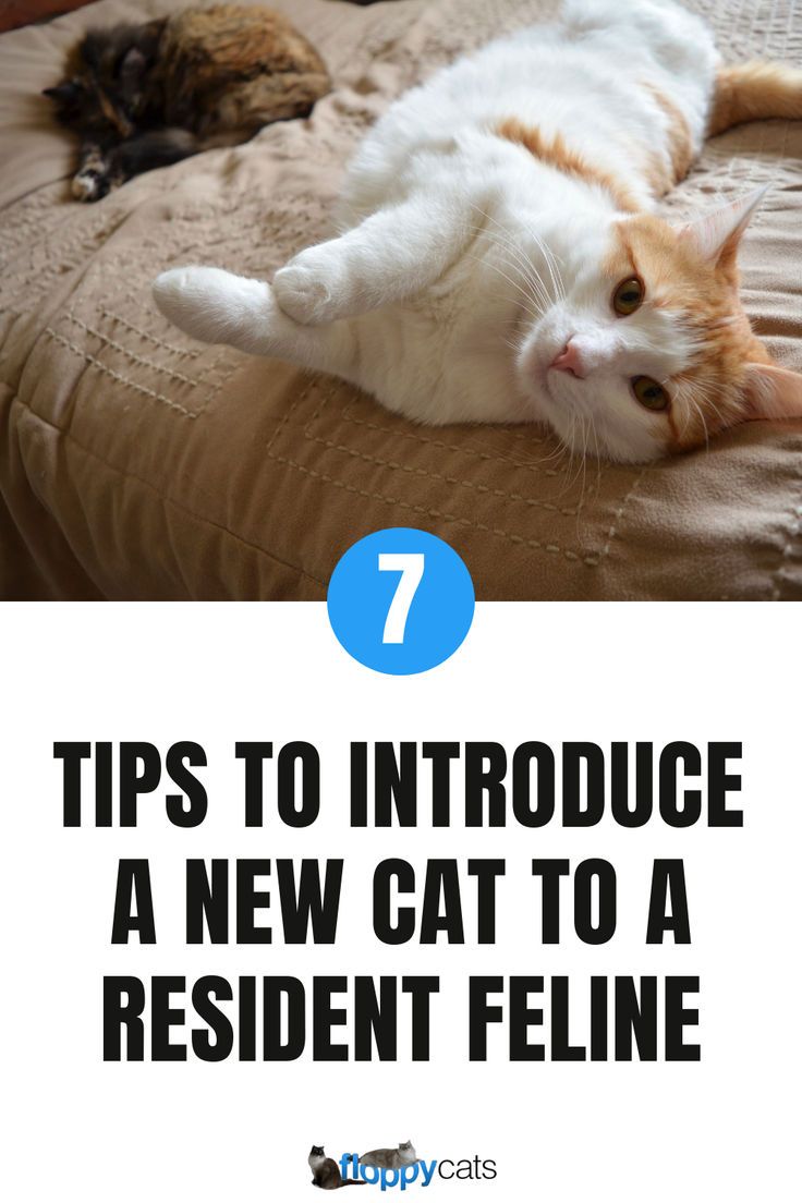 an orange and white cat laying on top of a bed with the words 7 tips to introduce a new cat to a resident feline