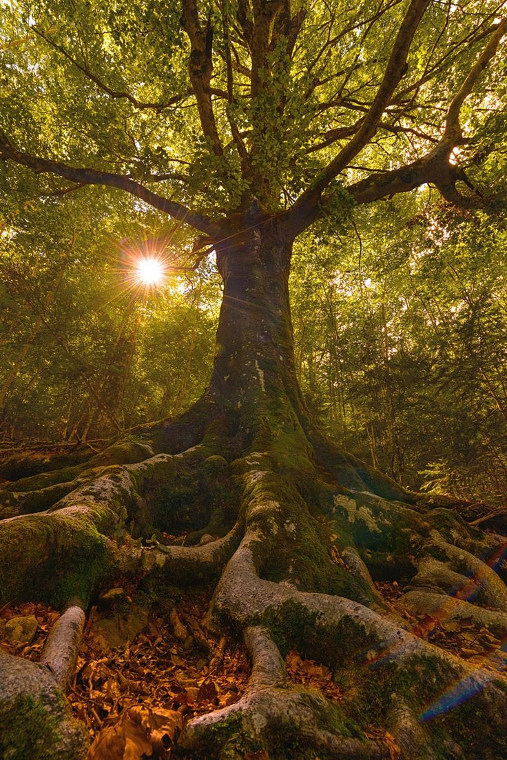 the sun shines through the branches of a large tree with exposed roots and moss growing on it