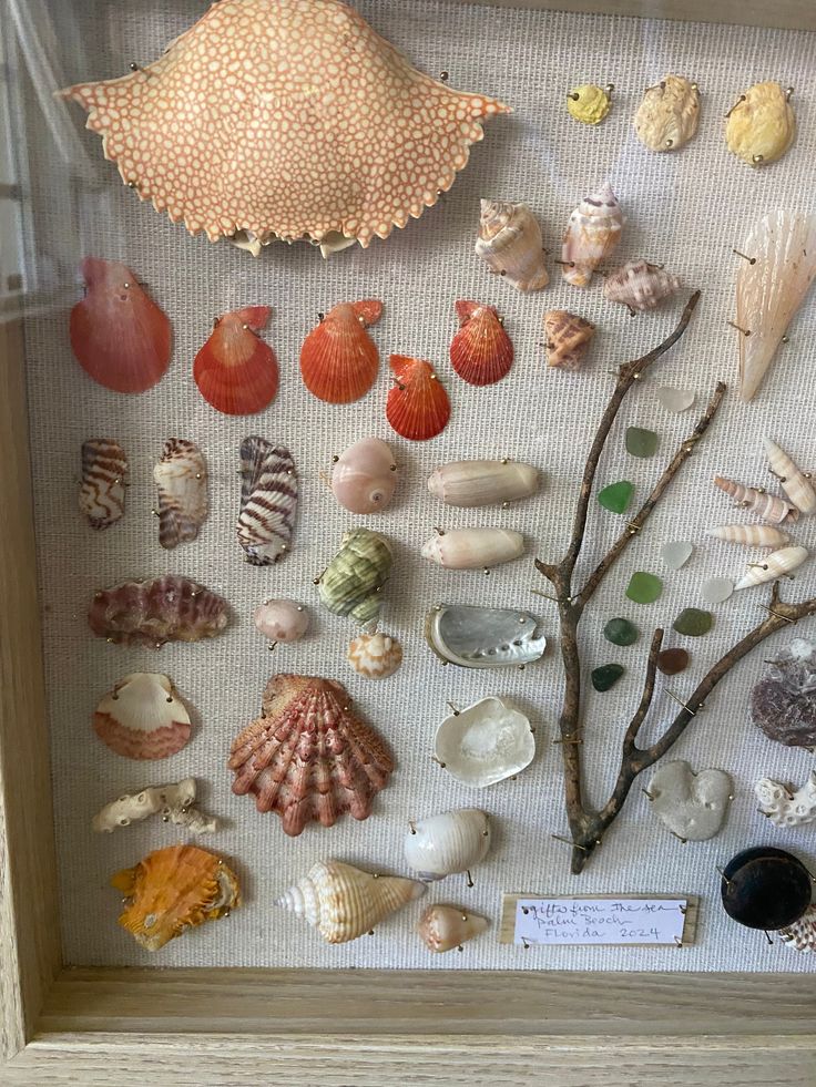 a display case with various seashells in it