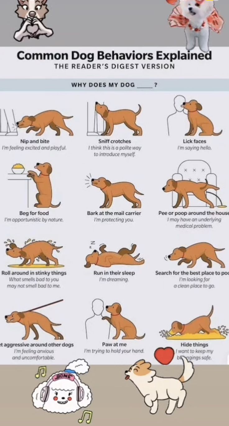 an info sheet showing how to use dogs for training